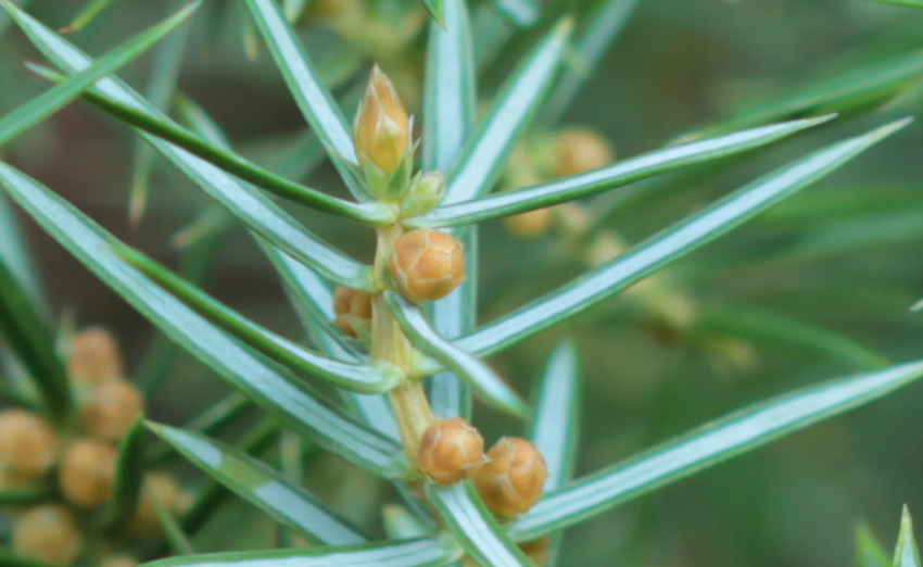 Juniperus communis, fleurs mâles