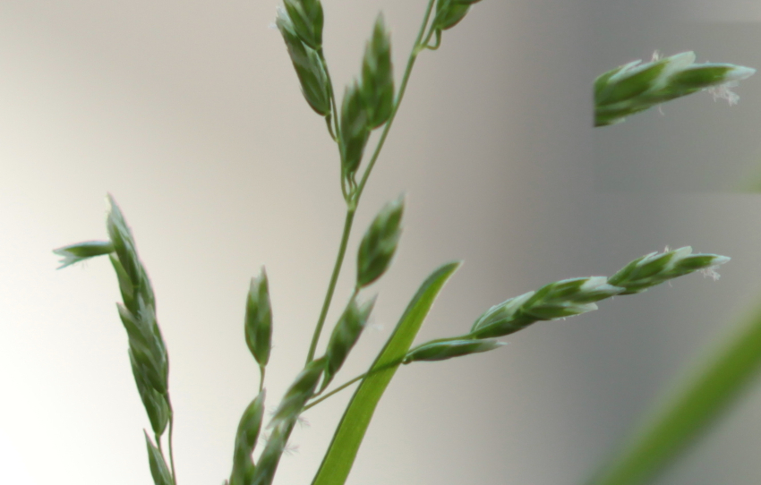 Poa annua: anthères.