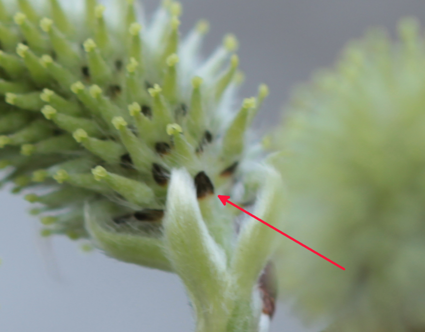 Fleurs Femelle de Salix caprea, écailles