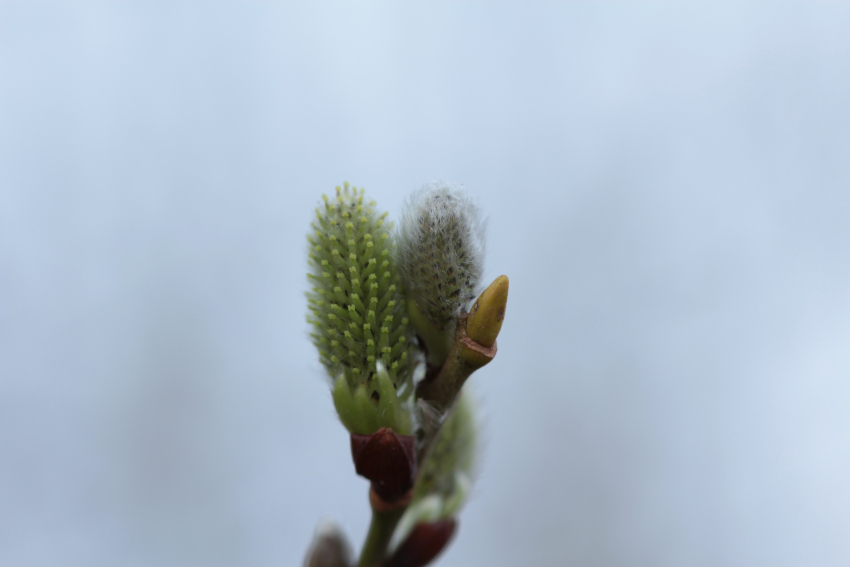 Salix caprea, fleurs femelles et bourgeons