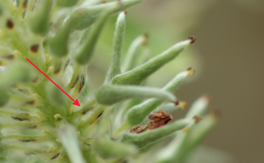 Fleurs femelles de Salix caprea, pédicelles