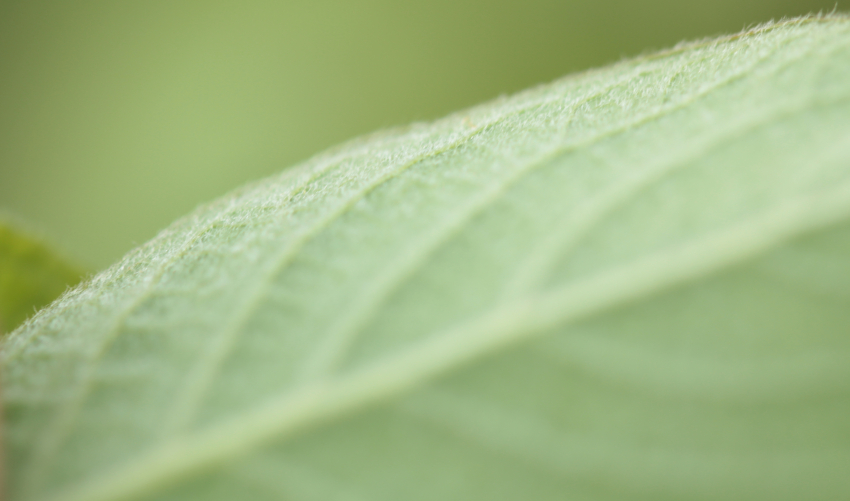 Salix caprea, revers de la feuille.