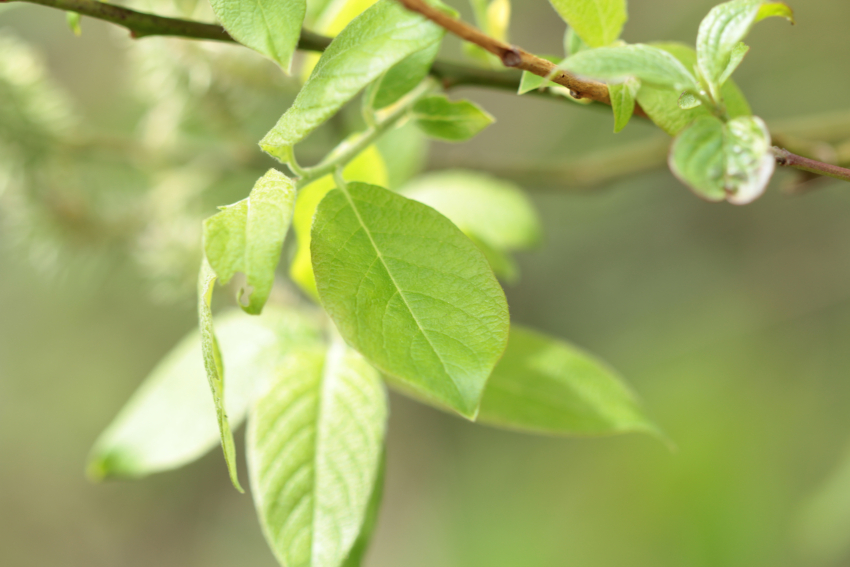 Salix caprea, feuilles.