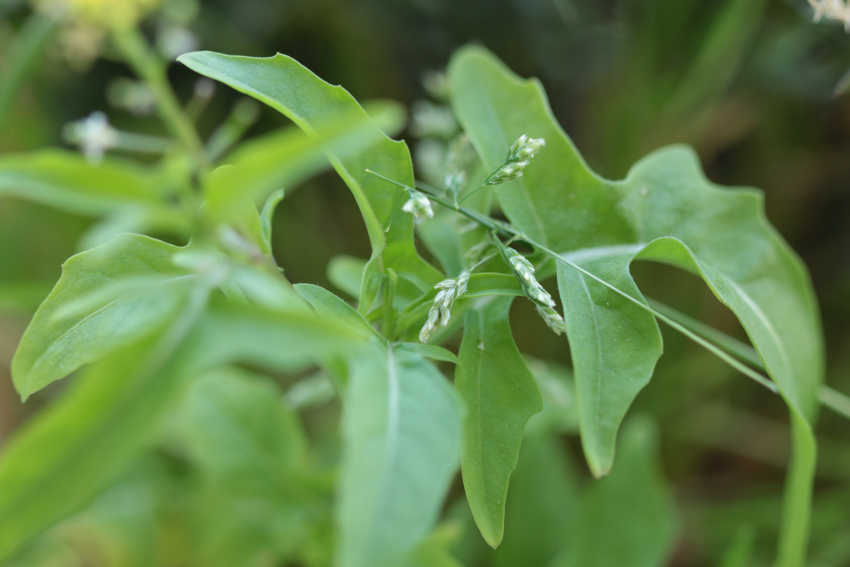 Sisymbrium loeselii: feuille.