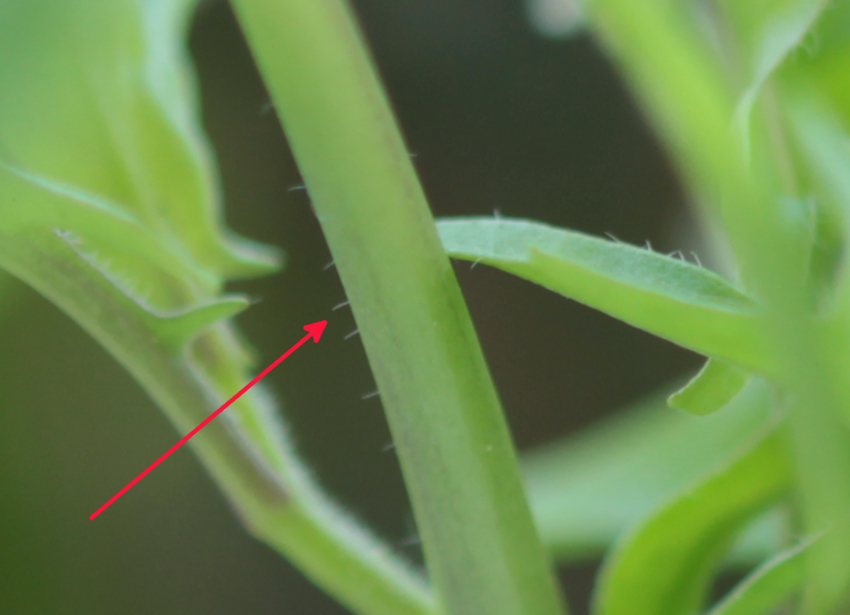 Sisymbrium loeselii: pilosité de la tige.
