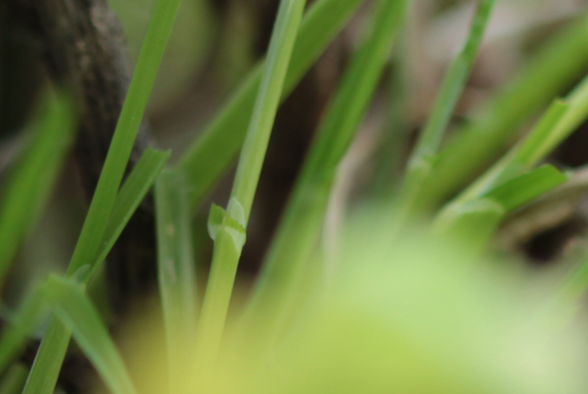 Poa annua: une ligule