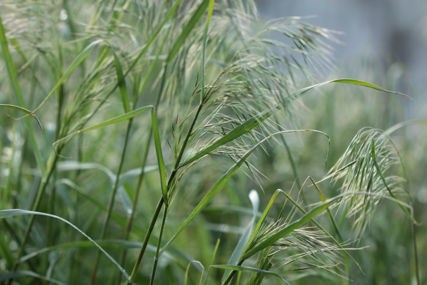 Anisantha tectorum