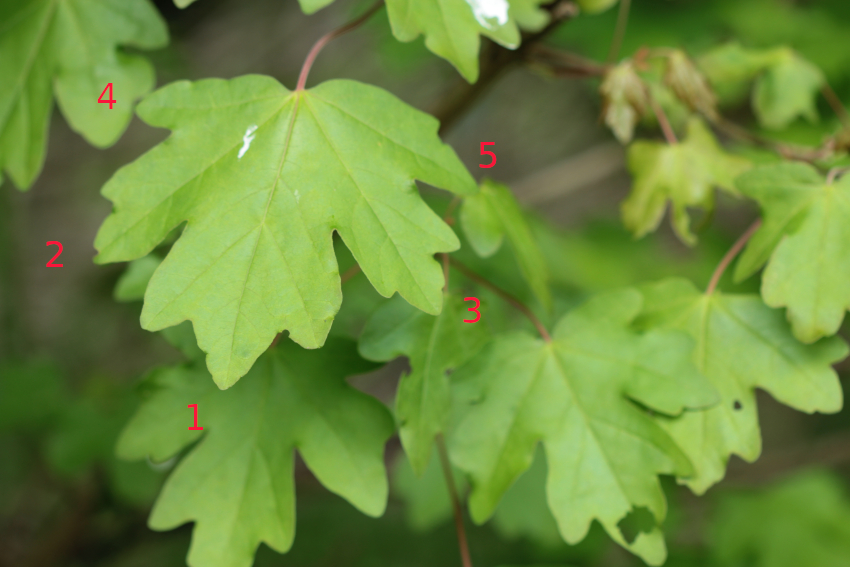 Acer campestre: feuille