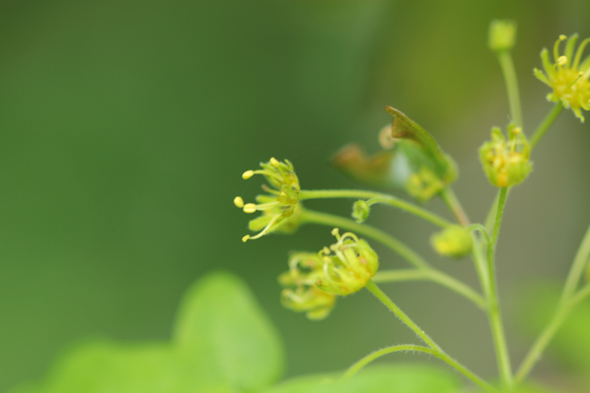 Acer campestre, fleur