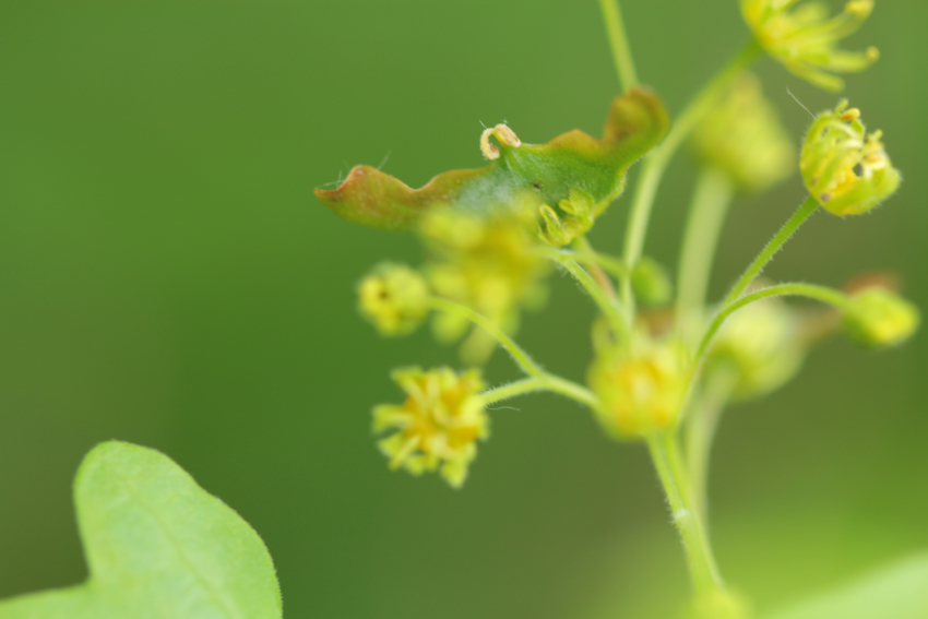 Acer campestre: fleur et jeune fruit.