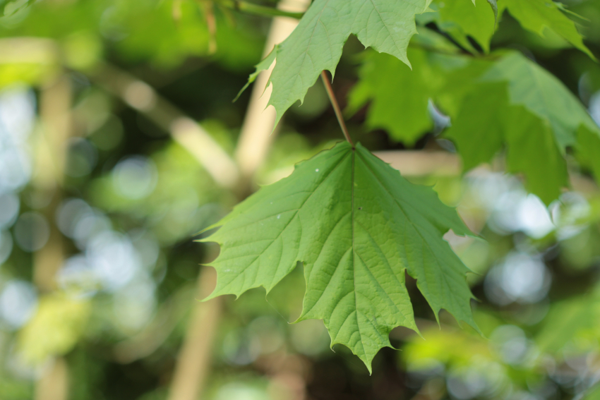 Acer platanoides