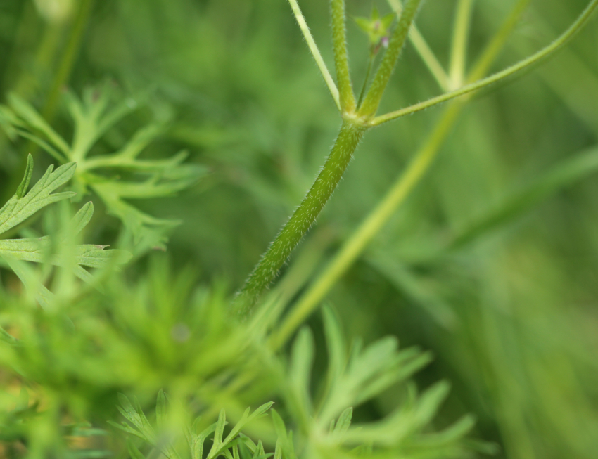 Geranium dissectum: tige.