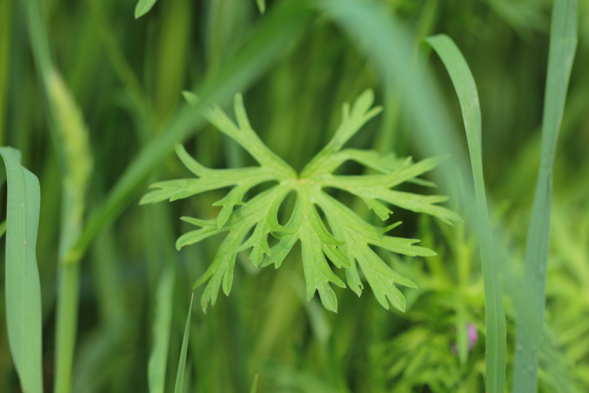 Geranium dissectum: feuille