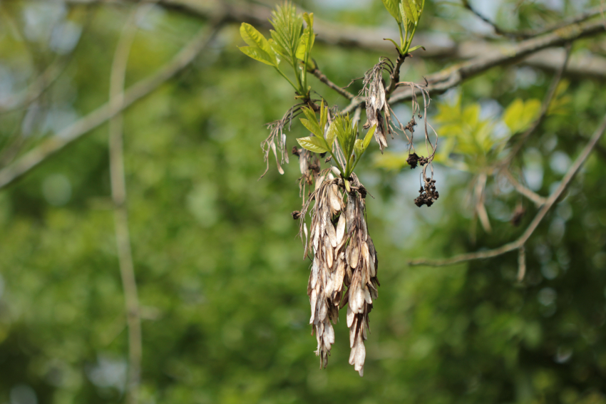 Fraxinus excelsior: infrutescence