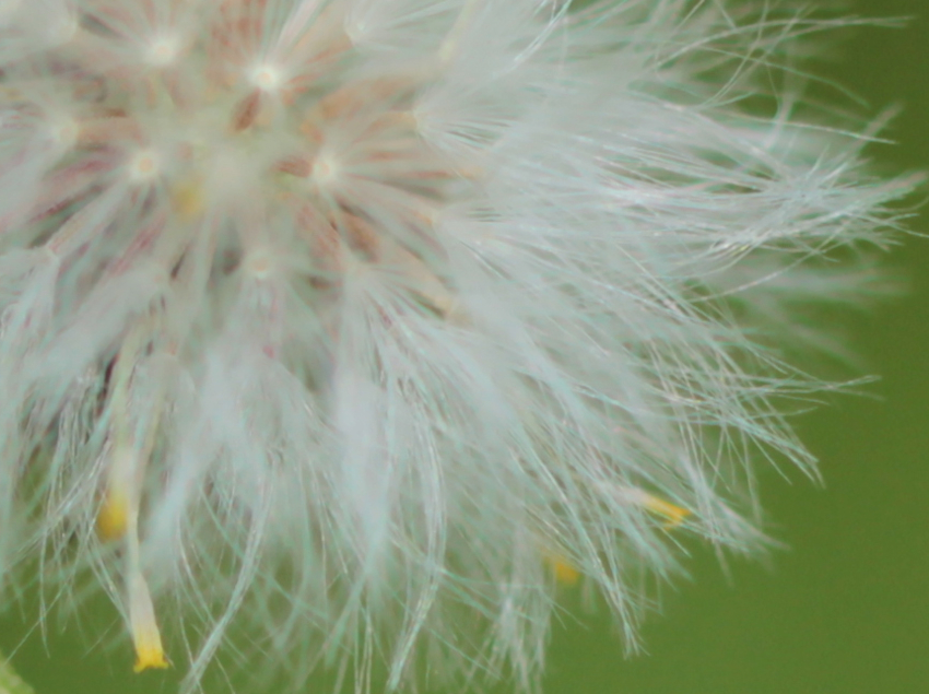 Senecio vulgaris: Semen-Carpo