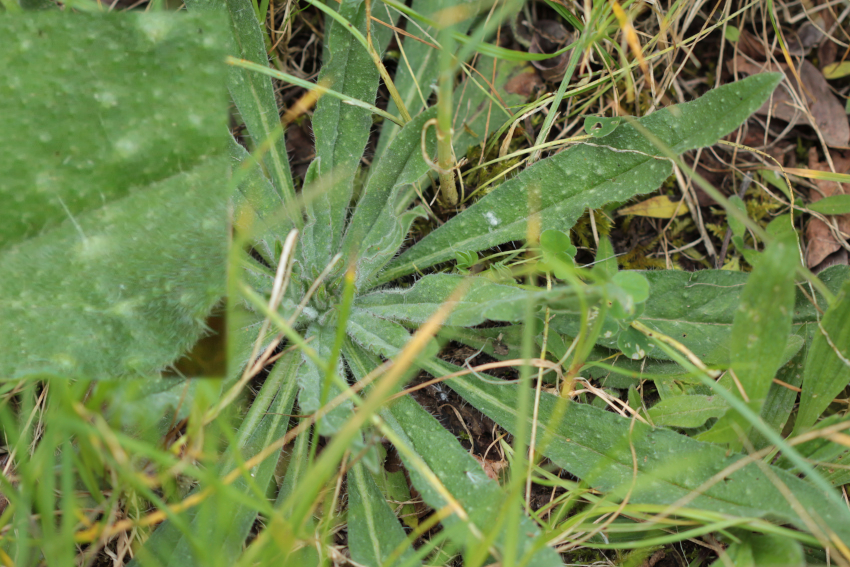 Echium vulgare var. vulgare: rosette; Plantaria