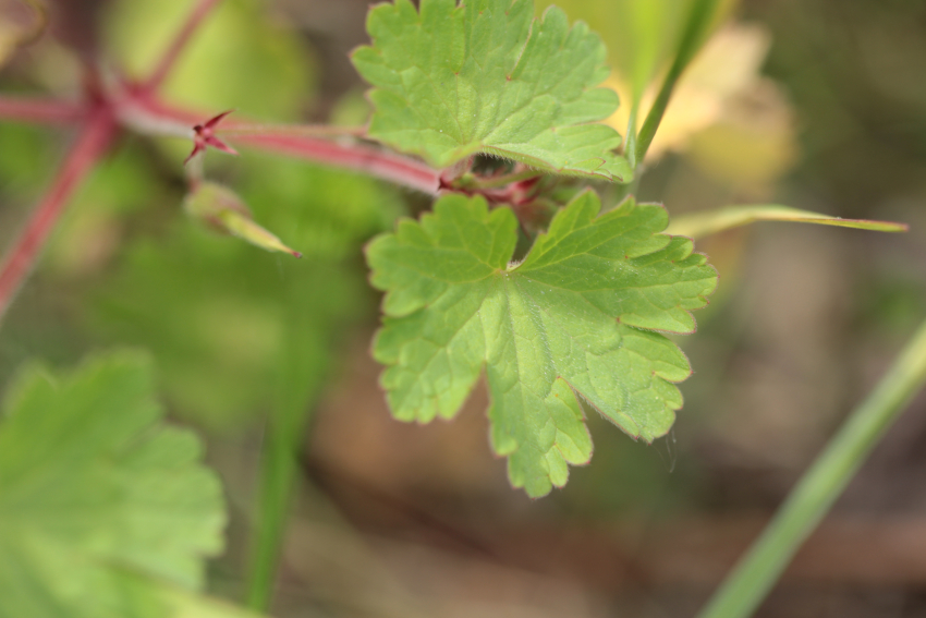 Geranium rotundifolium: feuille