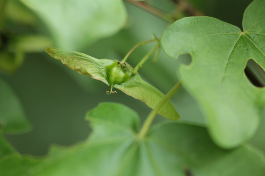 Acer campestre: disamare