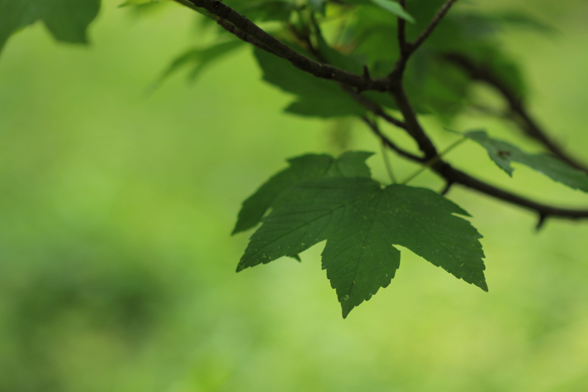 Acer pseudoplatanus: feuille
