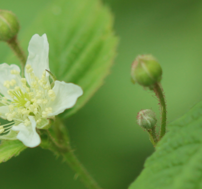 Rubus caesius: détail pédicelle