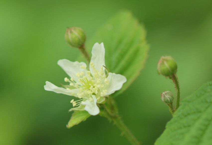 Rubus caesius: fleur