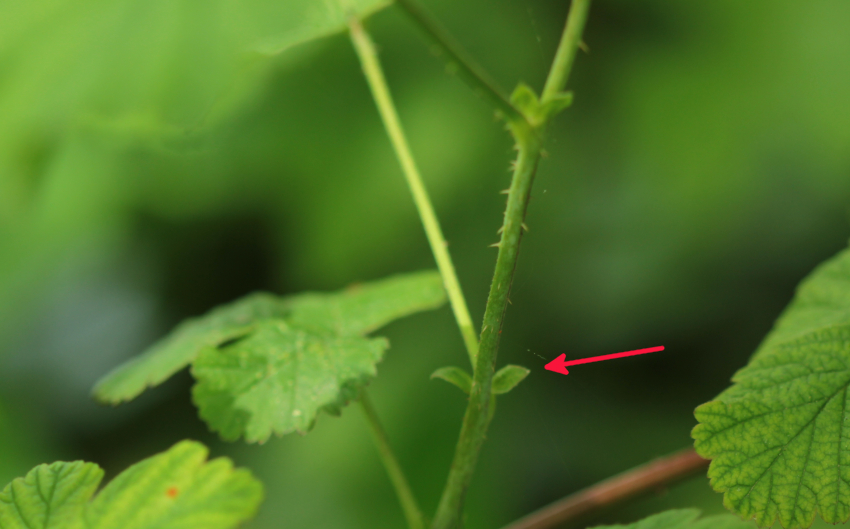 Rubus caesius: stipules.
