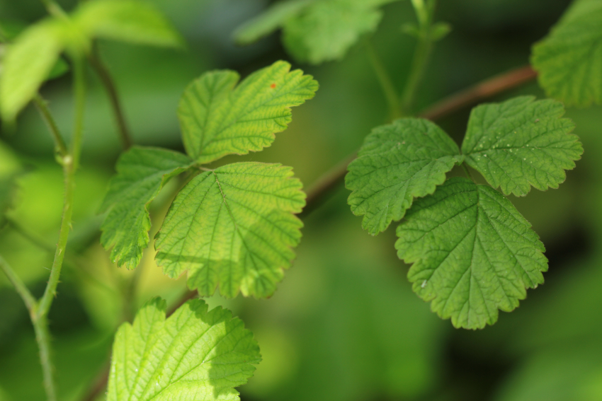 Rubus caesius: feuille de la foricane