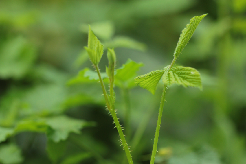 Rubus caesius: Primocane