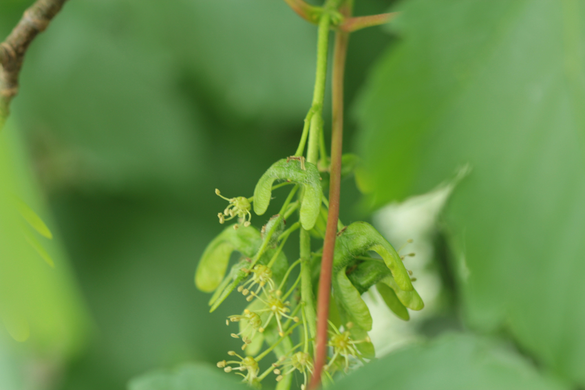 Acer pseudoplatanus: disamares
