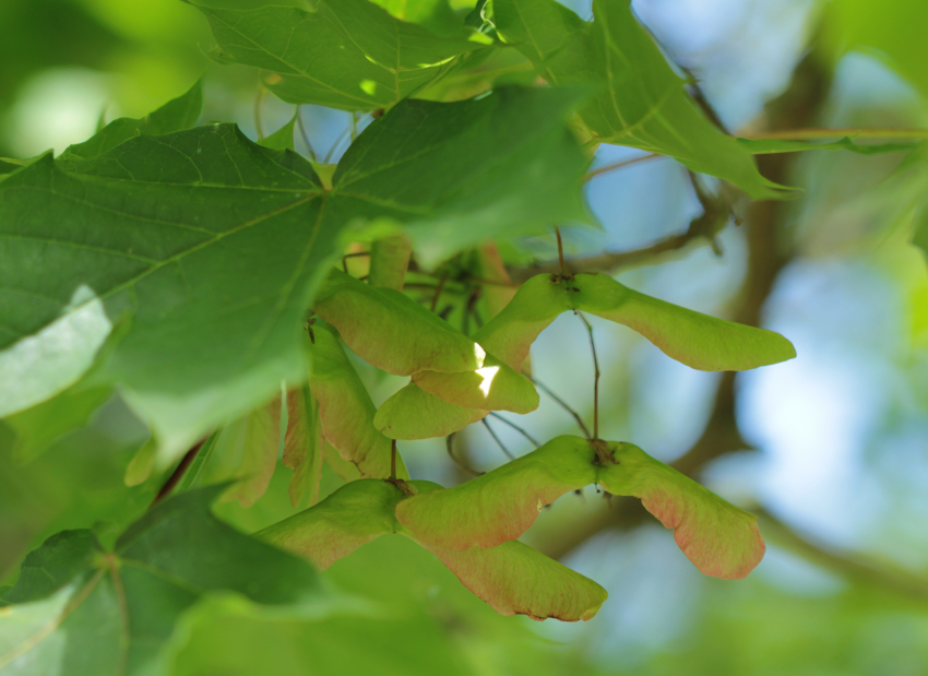 Acer platanoides: fructification