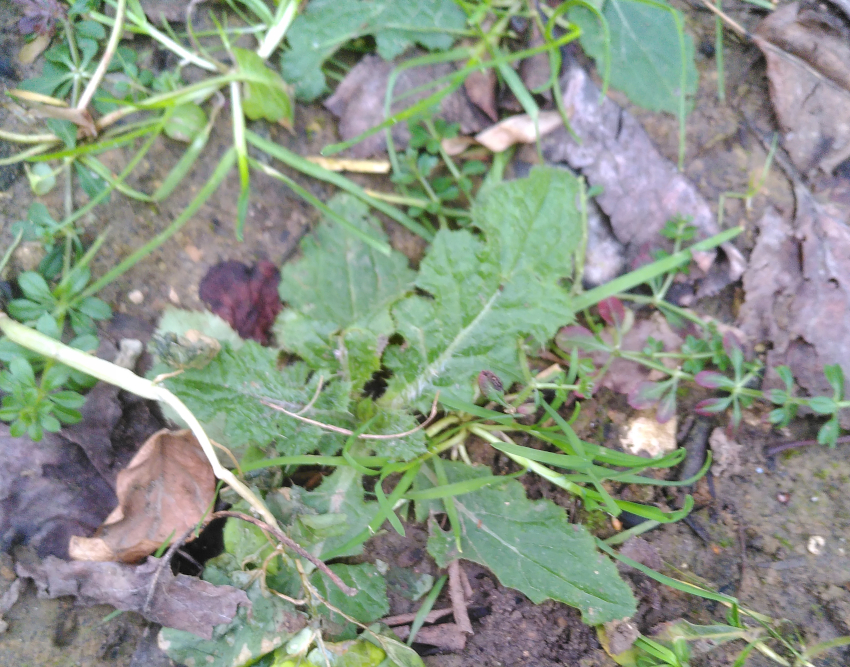 La photo montre une rosette de ce sisymbre, pas très représentative. En attente d'une meilleure photo. Plantaria