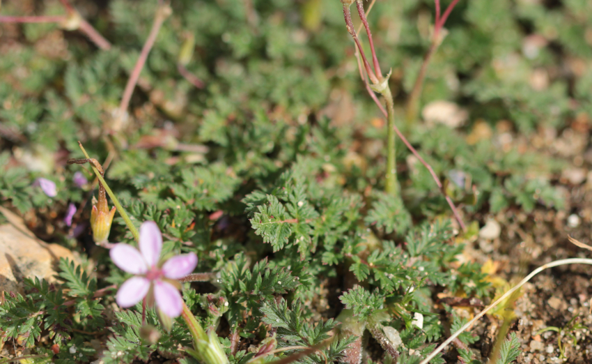 Erodium cicutarium: feuilles