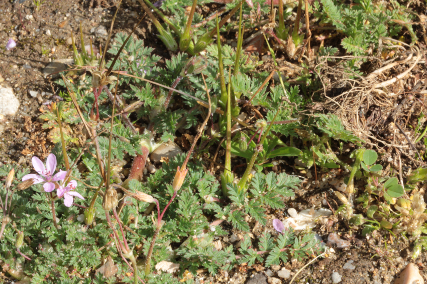 Erodium cicutarium: fruits. Semen-Carpo