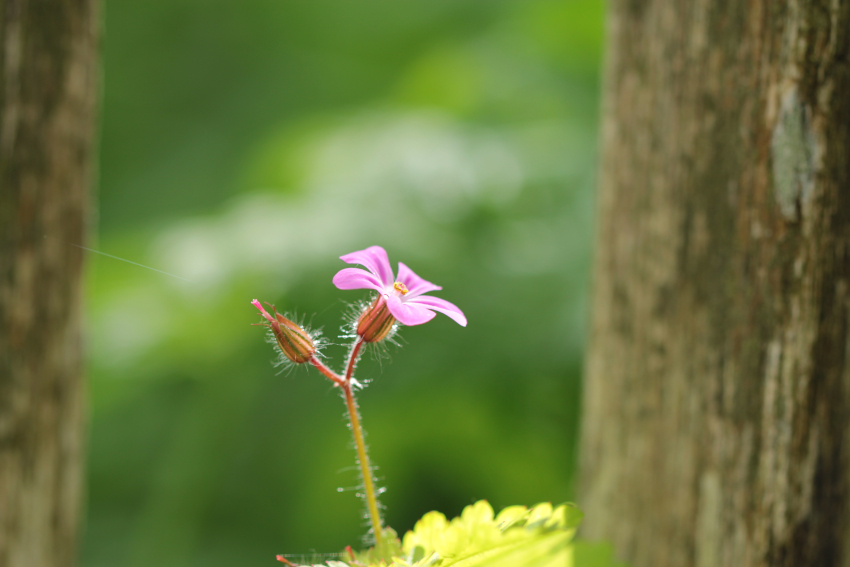 Geranium robertianum