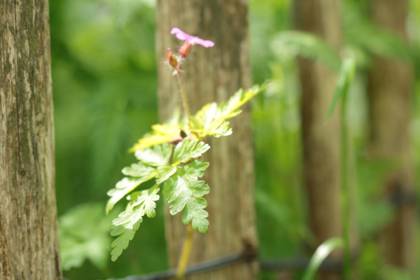 Geranium robertianum: feuille