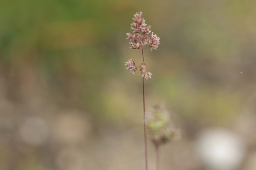 Poa bulbosa