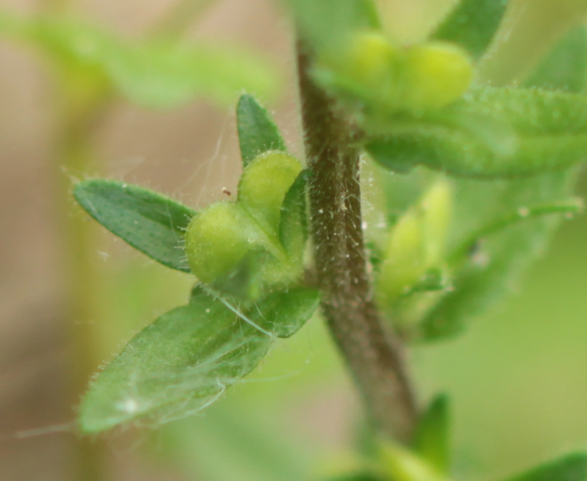 Veronica arvensis: capsule. Semen-Carpo