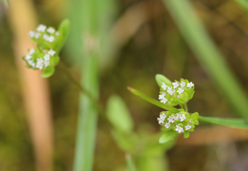 Valerianella locusta f. carinata