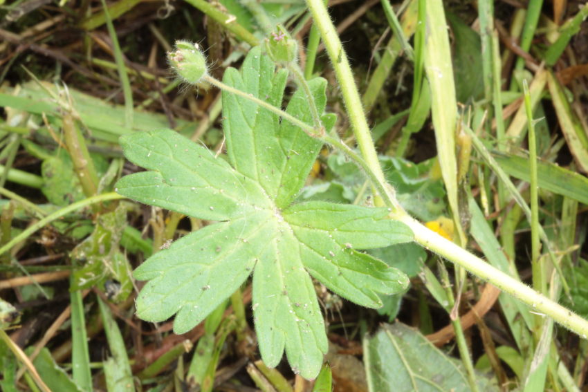 Géranium pyrenaicum: les feuilles