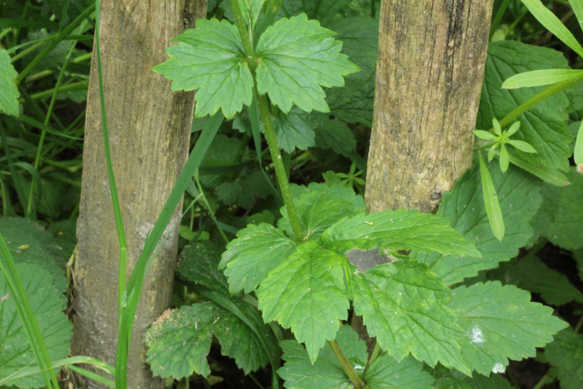 Geum urbanum: feuille