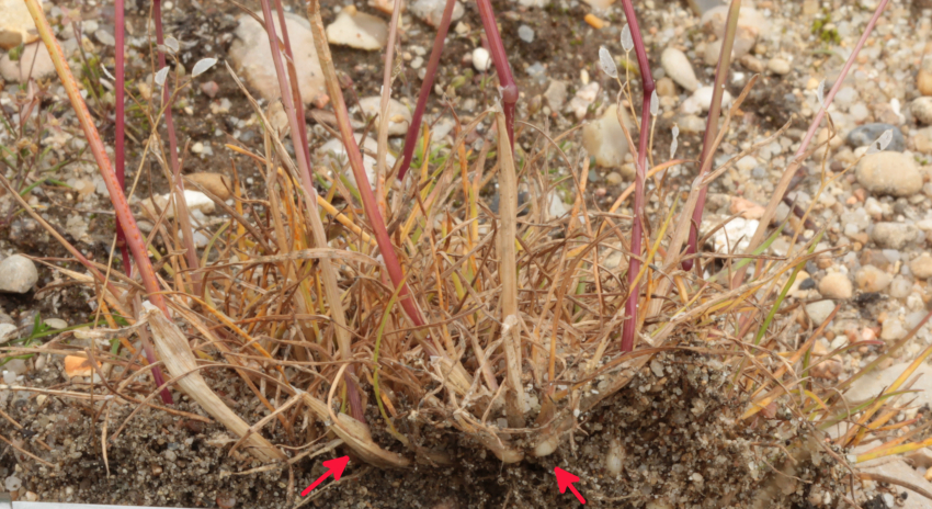 Poa bulbosa. Gaines basales épaissies. 