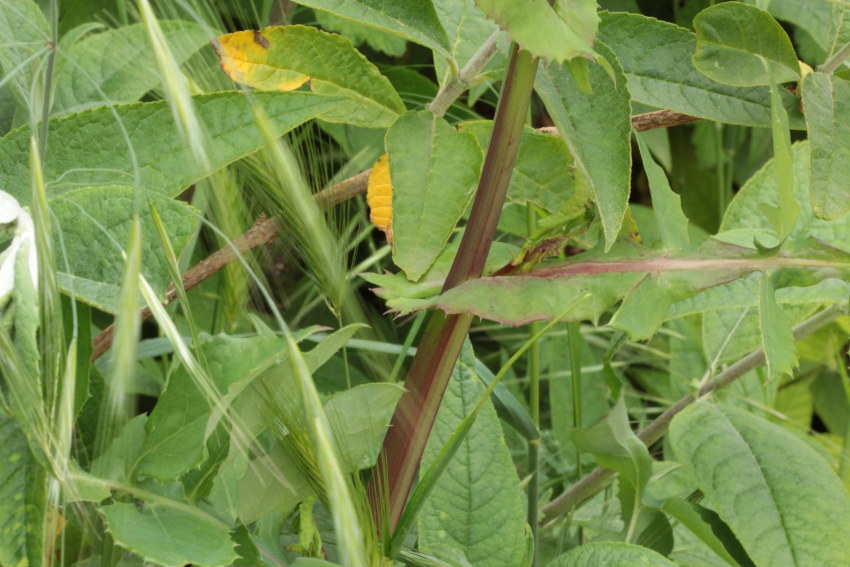 Sonchus asper: oreillettes foliaires