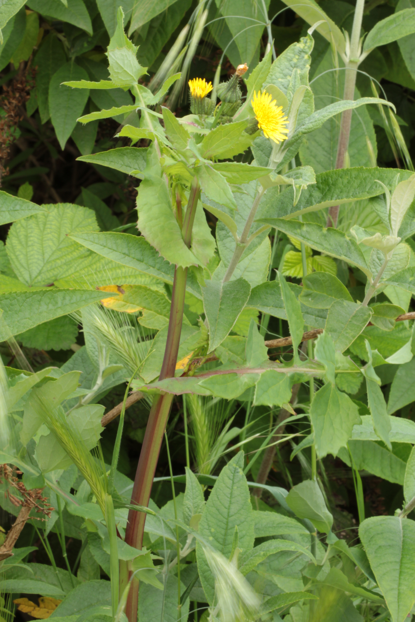 Sonchus oleraceus