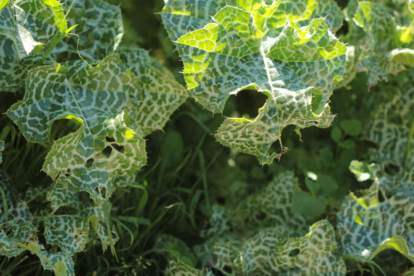 Silybum marianum: feuilles