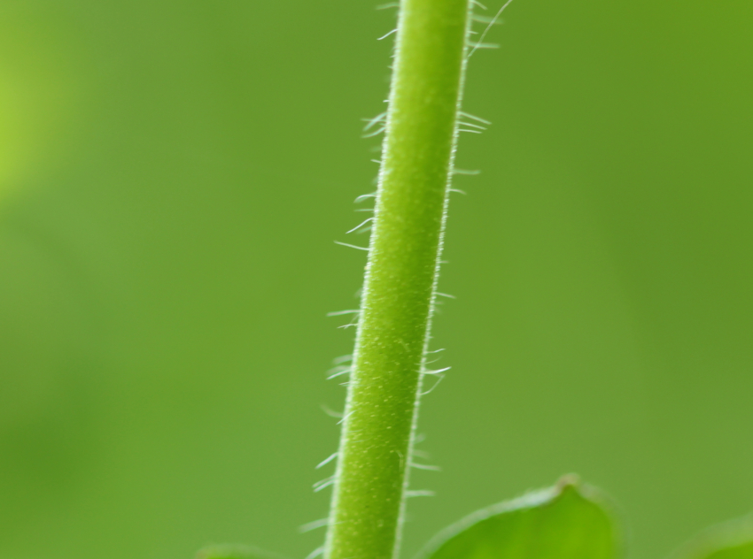 Geranium pyrenaicum: pilosité des axes.