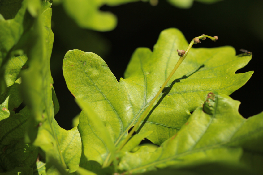 Quercus robur, jeune fructification