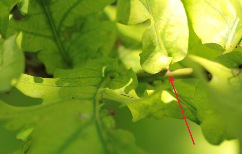 Quercus robur: feuille, point d'attache.