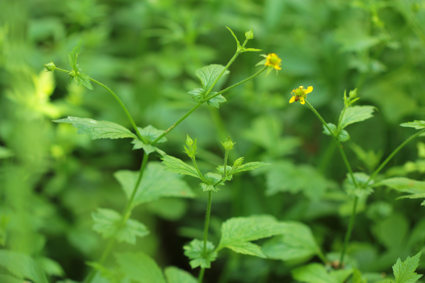 Geum urbanum