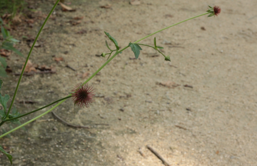 Geum urbanum: fructification