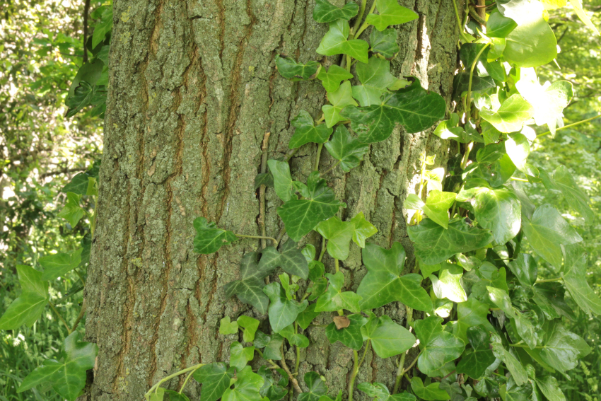 Quercus robur: écorce